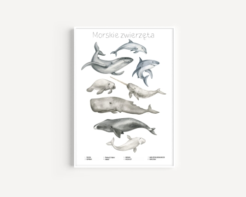 Plakat / Plakat na piance - Edukacyjny - Morskie zwierzęta