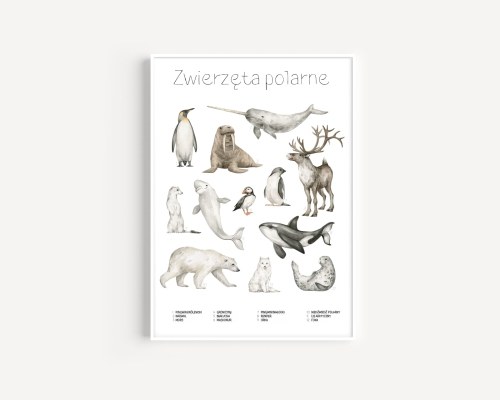 Plakat / Plakat na piance - Edukacyjny - Zwierzęta polarne