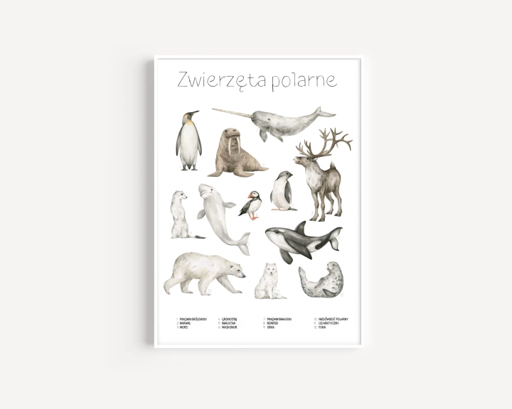 plakaty edukacyjny do pokoju dziecięcego polarne zwierzeta 107.jpg