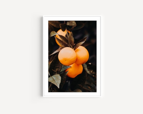Plakat / Plakat na piance - Mandarynki